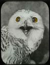 Image of Arctic Owl